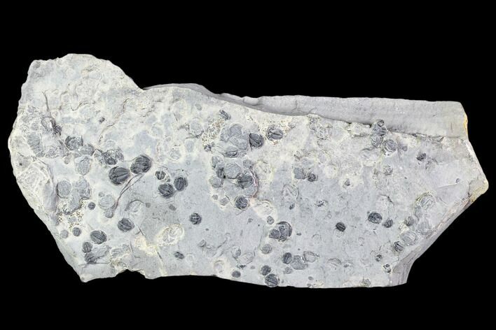 Bolaspidella & Elrathia Trilobite Cluster - Utah #105519